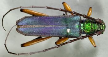 Media type: image;   Entomology 3903 Aspect: habitus dorsal view